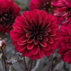 5056771000621 1 Dahlia Dalaya Aruna.jpg